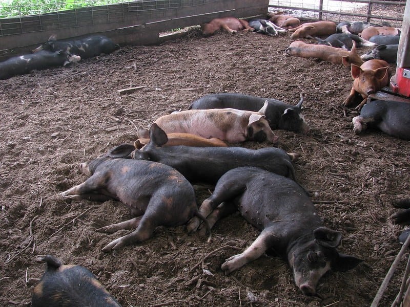 Do Pigs Dream