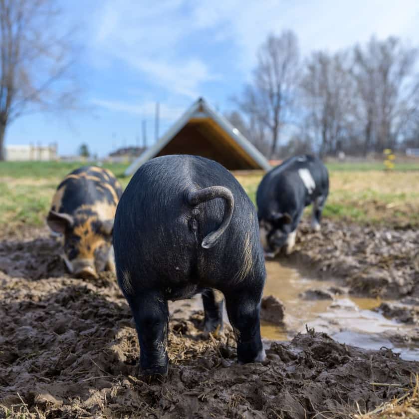 Do Pigs Eat Dirt