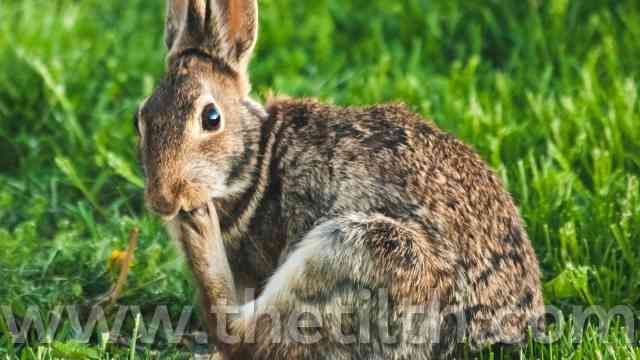 Can Bunnies Use Cat Scratchers?