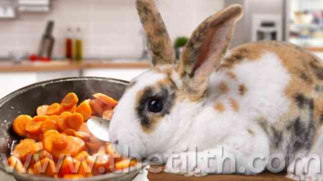 Can Bunnies Eat Cooked Carrots?