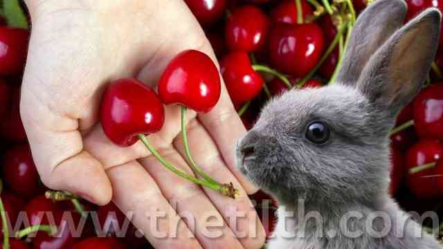 Can Bunnies Eat Cherries?