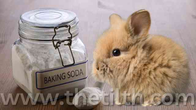 Is Baking Soda Safe for Rabbits?  