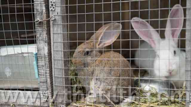 Are Wire Cages Bad for Rabbits?  