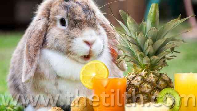 Can Rabbits Drink Fruit Juice?