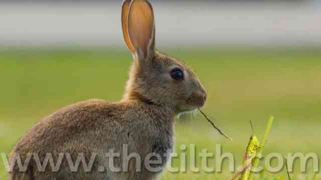 Do Bunnies Eat Grasshoppers?