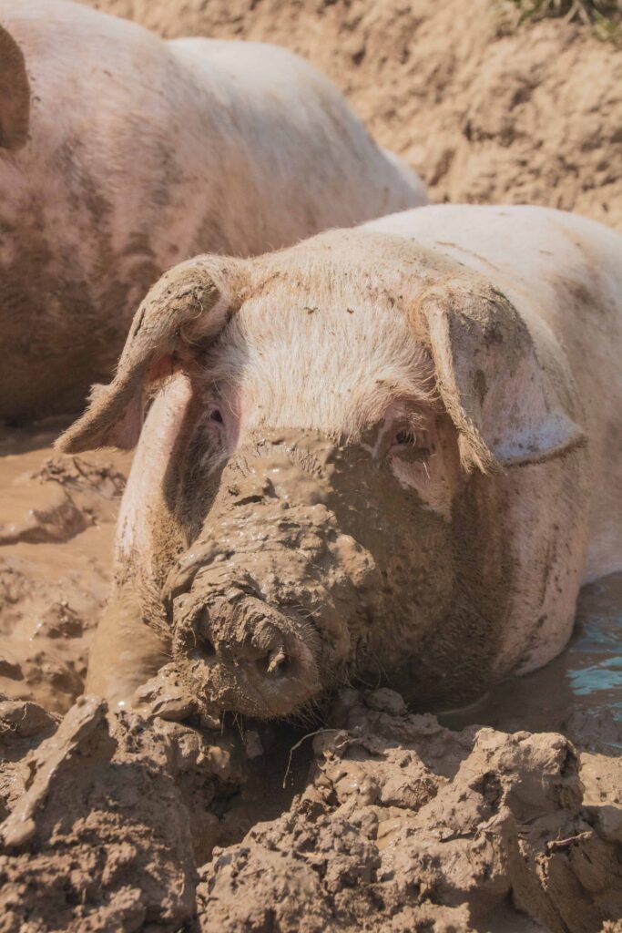 Are Pigs Dirty Animals?