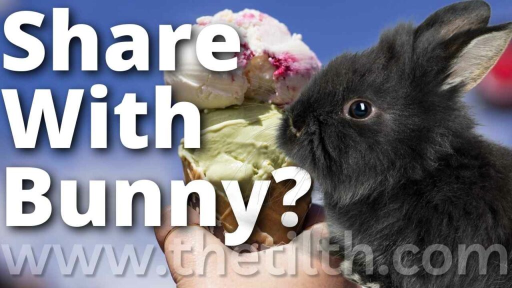 Can Rabbits Eat Ice Cream