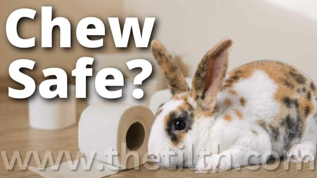 Can Bunnies Chew On Toilet Paper Rolls