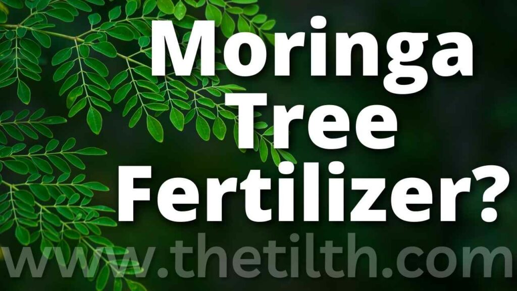 What Is The Best Fertilizer For Moringa Tree