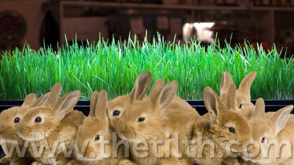 Can Rabbit Eat Wheatgrass?