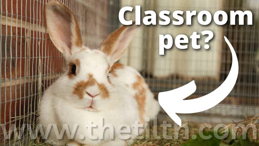 Are Rabbits Good as a Classroom Pet?