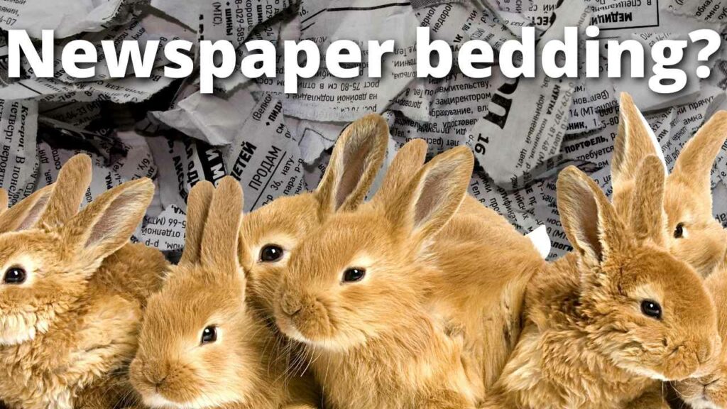 Can You Use Newspaper as Bedding For Rabbits?