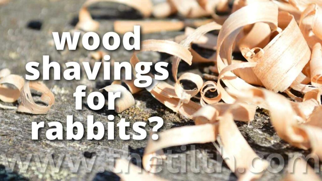 Can You Use Wood Shavings For Rabbits?