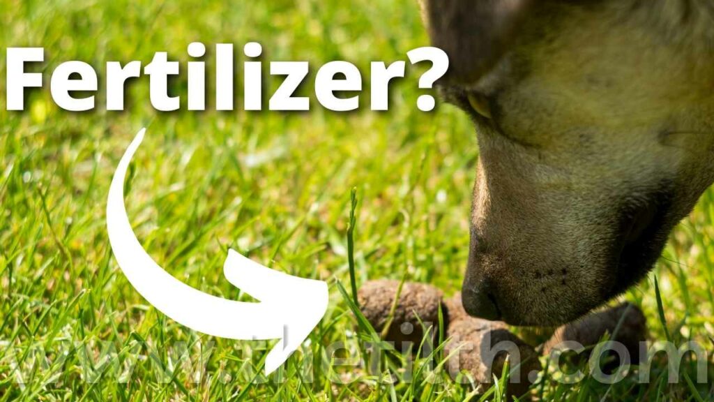 Is Dog Poop a Good Fertilizer for Flowers?