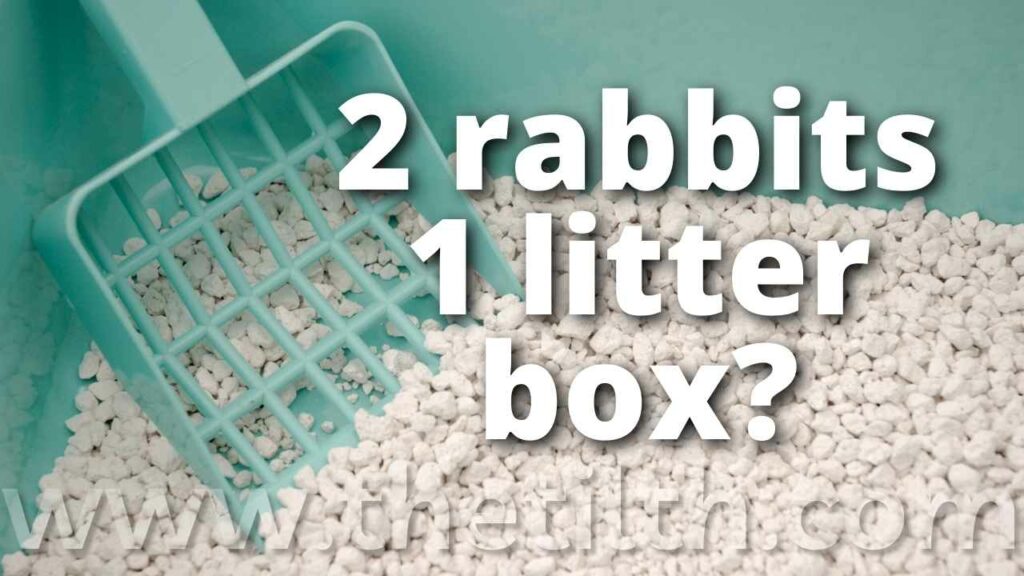 Can Two Rabbits Share a Litter Box?