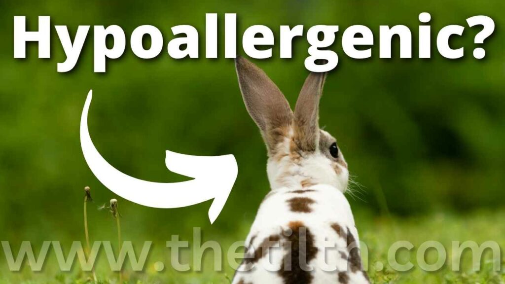 Are Mini Rex Rabbits Hypoallergenic?