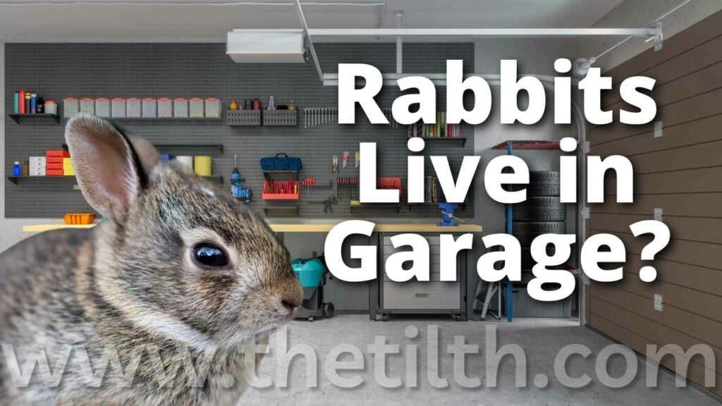 Can A Rabbit Live In A Garage?