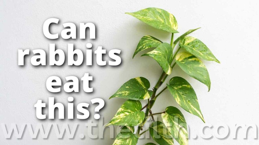 Can Rabbits Eat Pothos
