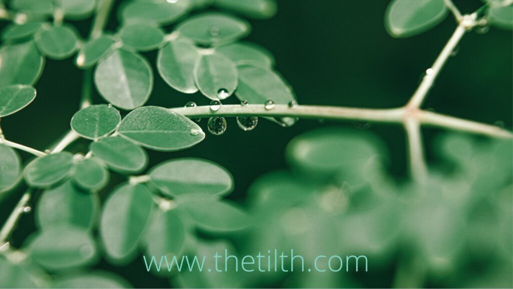 Moringa Leaves with Water Droplets 