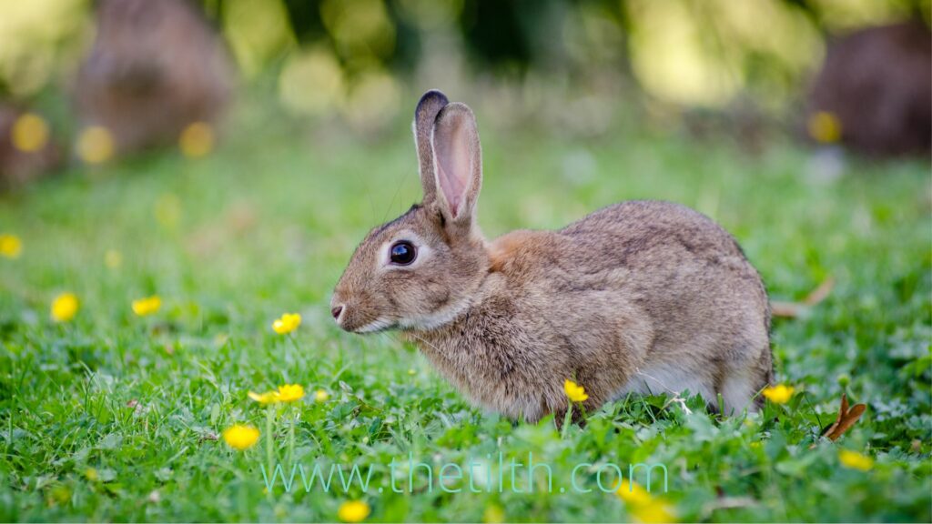 Rabbit in a field with yellow flowers