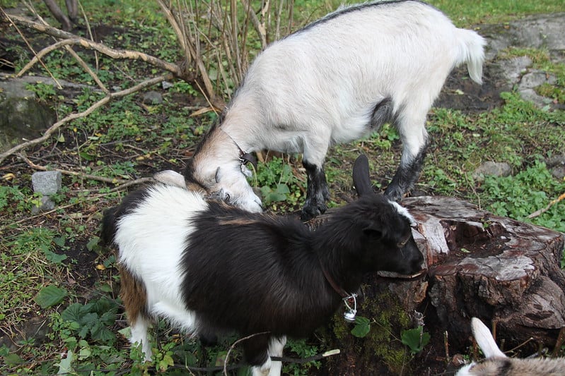 Can Goats Eat Ivy