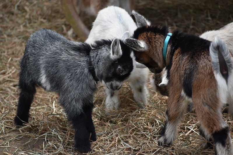 Can Goats Eat Kiwi