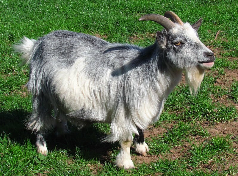 Can Goats Eat Maple Trees