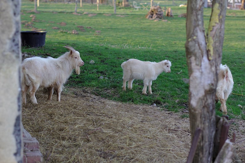 Can Goats Eat Rosemary