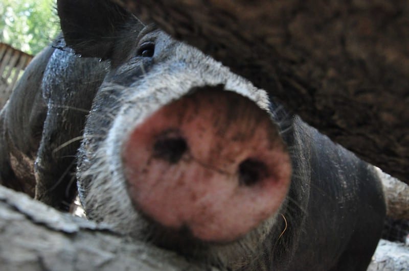 Do Pigs Have Whiskers?