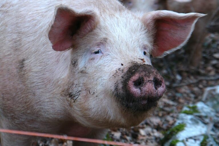 Do Pigs Have a Good Sense of Smell? The Tilth
