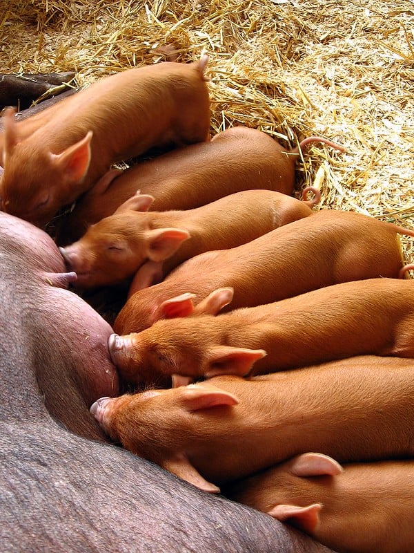 How Many Piglets Can a Pig Have