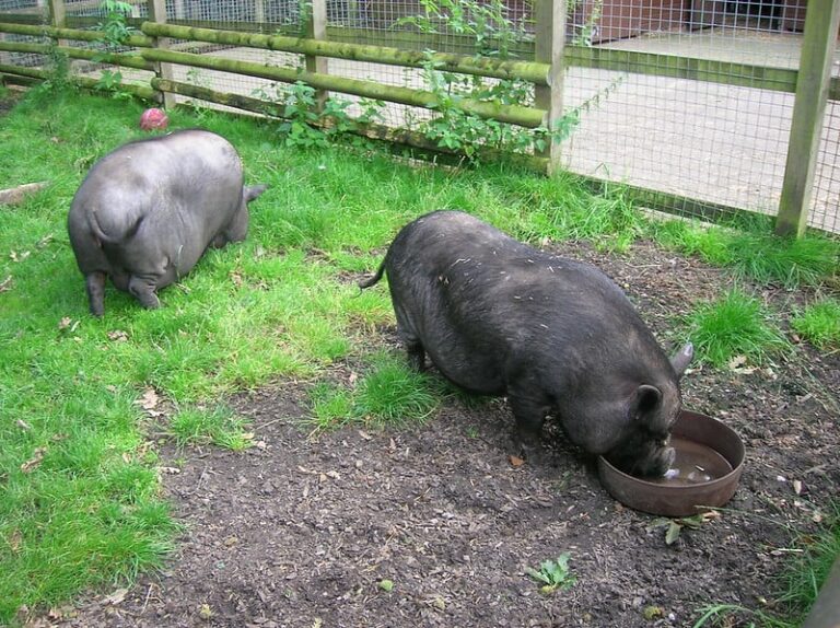 What Can Potbelly Pigs Eat? The Tilth