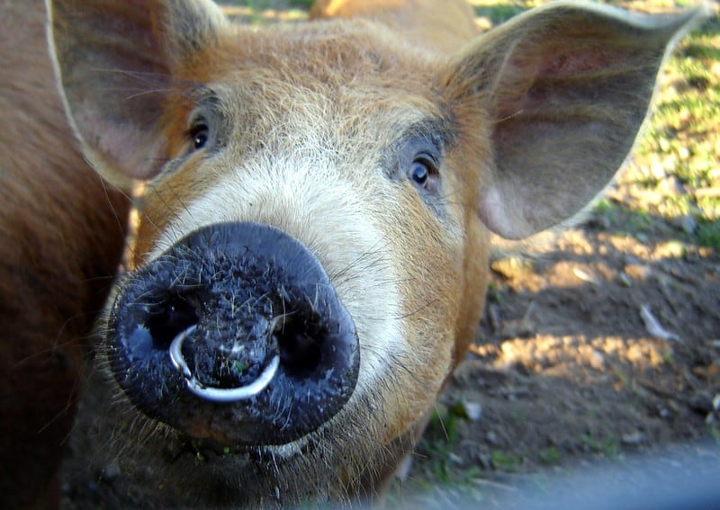 Why Do Pigs Have Nose Rings