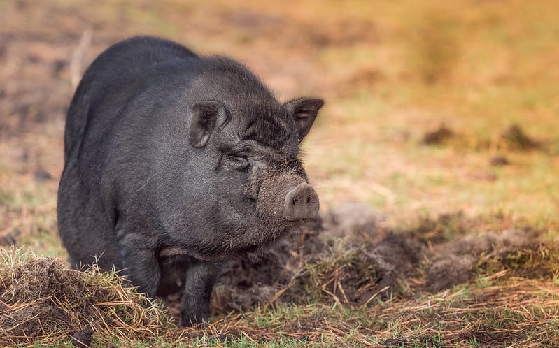 Vietnamese Potbelly Pig