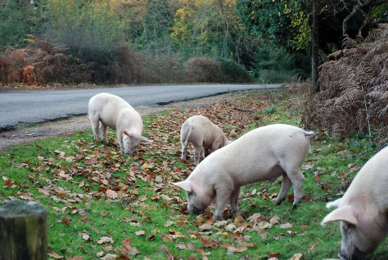 What Do Pigs Smell Like? The Tilth