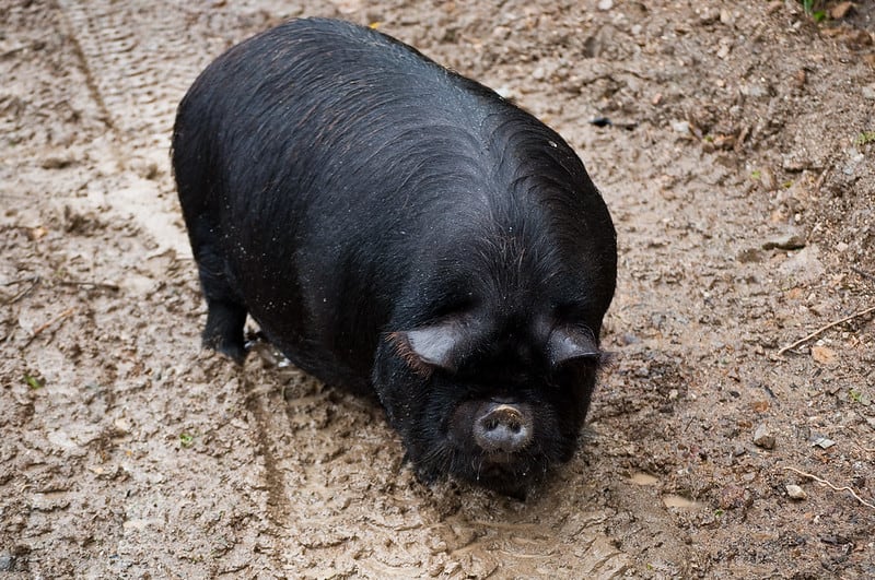 what-is-a-gilt-pig-the-tilth