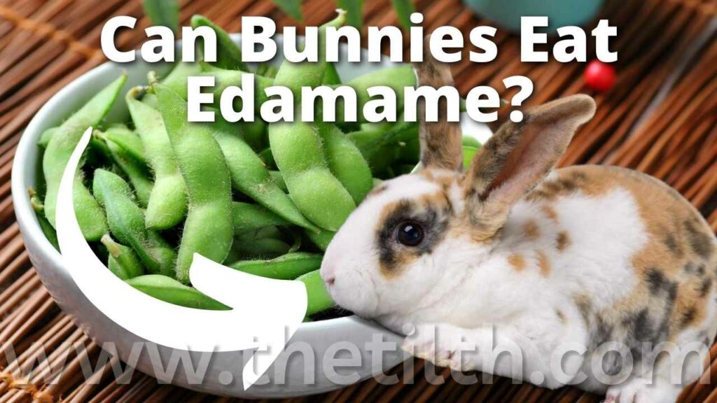 Can Rabbits Eat Edamame?