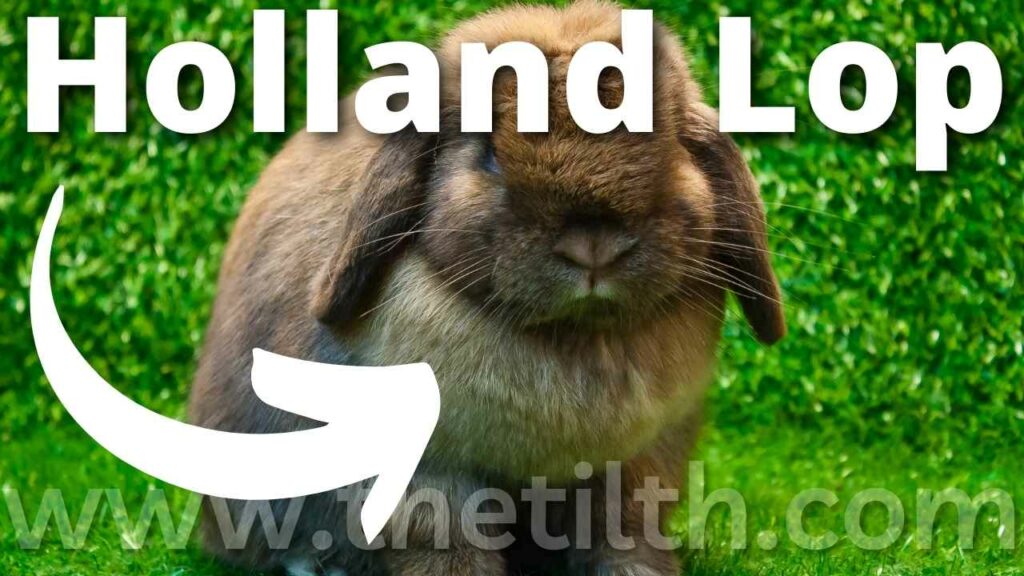21 Reasons You Should Get a Holland Lop Rabbit as a Pet