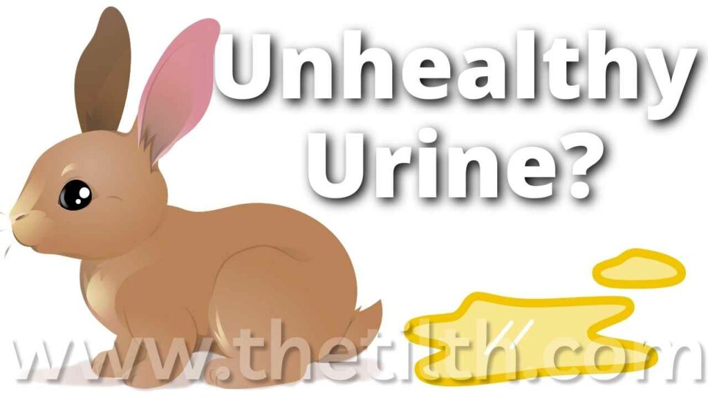 Unhealthy Rabbit Urine – All You Need to Know