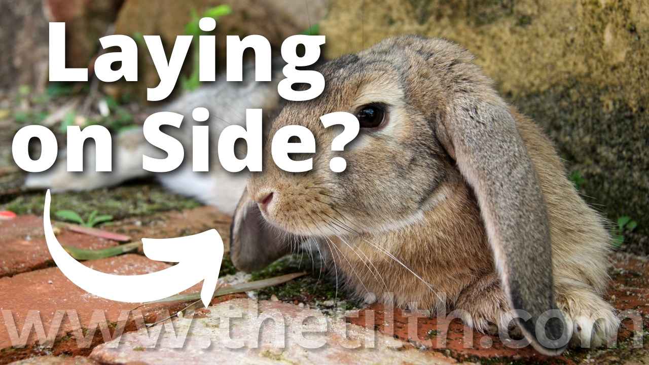 Why is My Bunny Laying On its Side? The Tilth