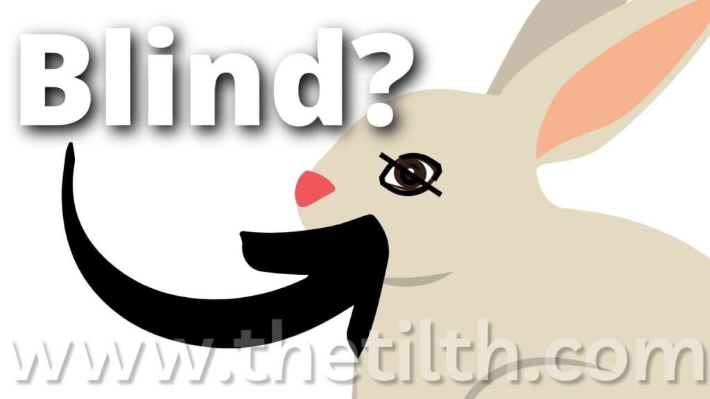 How to Tell if Your Rabbit is Blind?