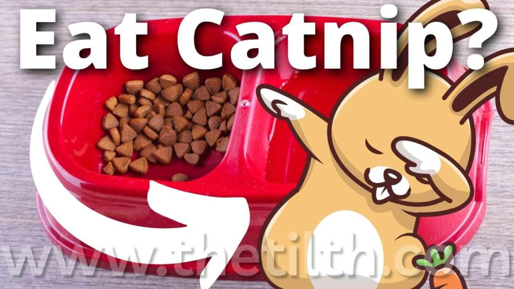 Can Rabbits Eat Catnip?