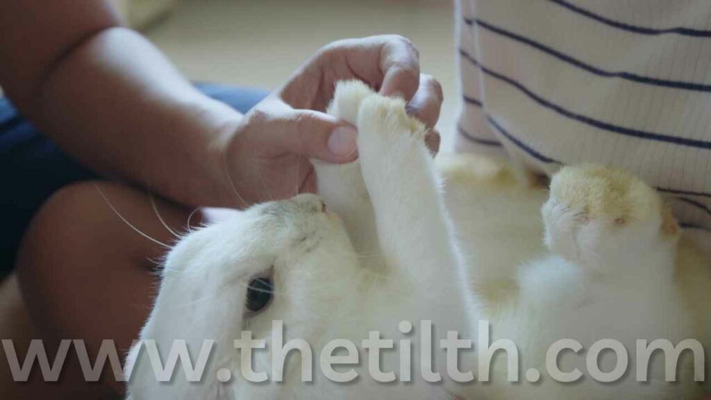 Will a Rabbit’s Nail Stop Bleeding On Its Own?