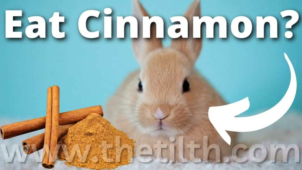 Can Rabbits Eat Cinnamon?