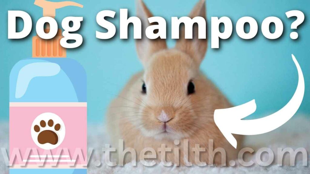 Can You Use Dog Shampoo on Bunnies?