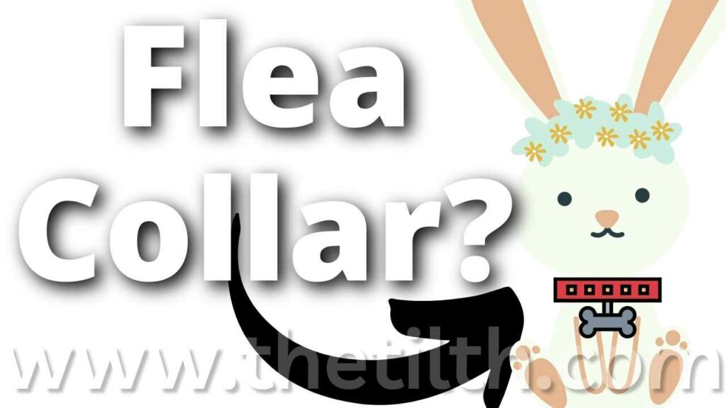 Can Bunnies Wear Flea Collars?