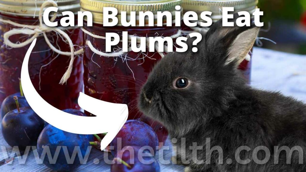 Do Bunnies Eat Plums?