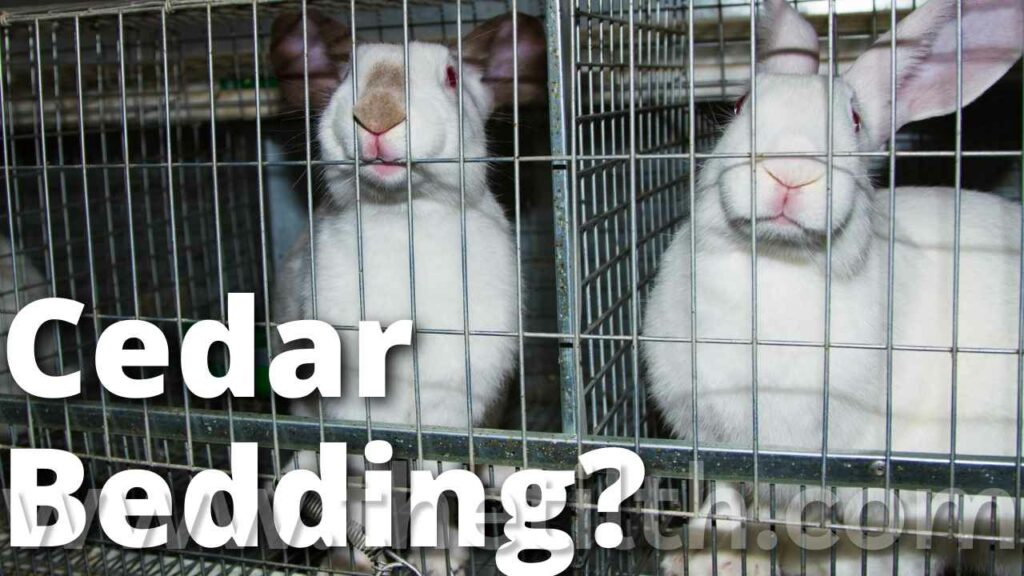 Should I Use Cedar Bedding for Rabbits?