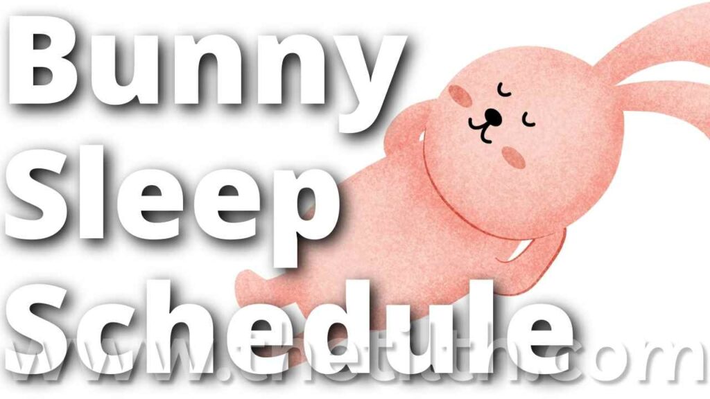 Everything About Bunnies Sleep Schedule