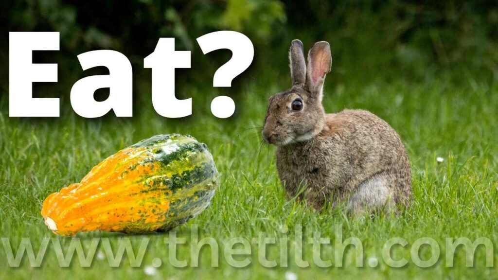 Can Rabbits Eat Gourds?